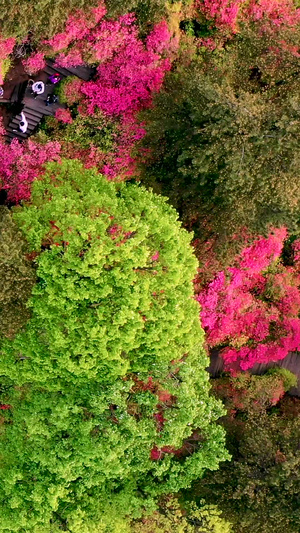 航拍漫山遍野的映山红杜鹃花51秒视频