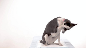 兽医诊所的狗狗27秒视频