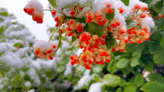 冬天的第一场雪 雪中绿叶红果视频