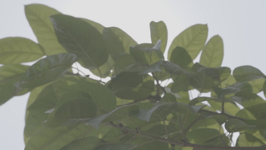 夏季唯美植物花草慢镜头视频