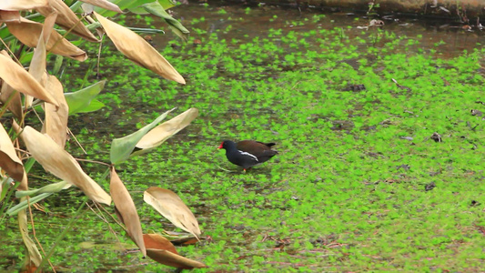黑水鸡在池塘中觅食视频