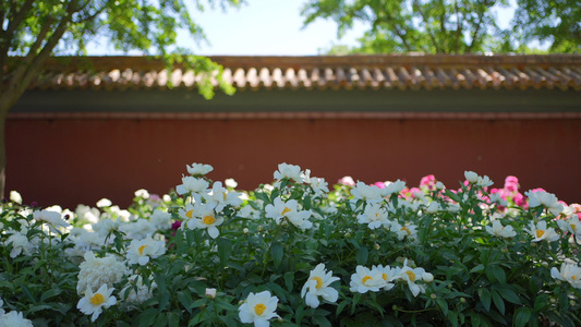 景山公园牡丹花视频