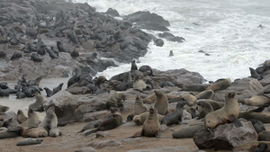 世界上最大的海豹聚居地之一的毛海豹23秒视频