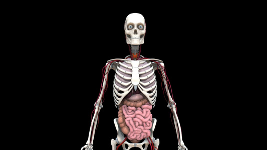 三维医疗人体骨骼内脏构造视频素材视频