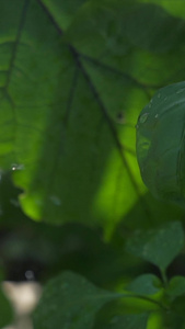 夏天洗甜甜的水蜜桃解暑降温电商元素视频