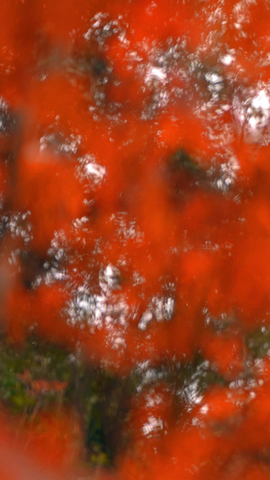 风中摇曳的枫叶虚实变化实拍风中摇曳的树叶15秒视频