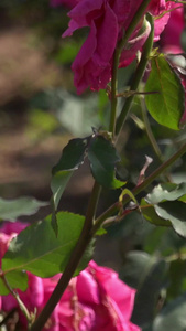 夏季自然风光盛开的玫瑰视频合集视频