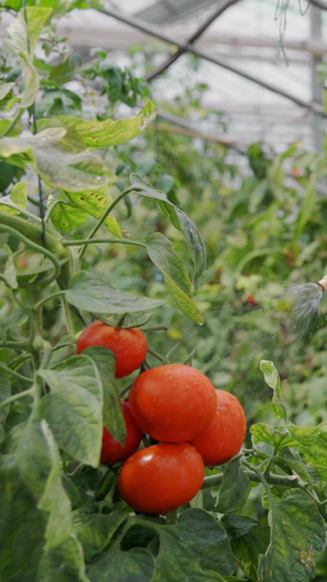 农民为蔬菜喷水亚洲人10秒视频
