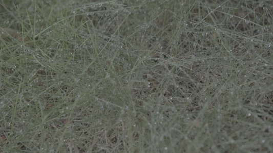 夏季雨水露珠植物花草视频