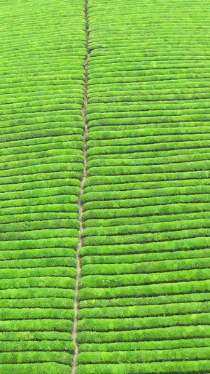 贵州湄潭中国茶海遵义旅游30秒视频