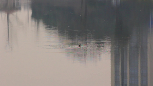 阳光反射下湖面的几只小野鸭子视频
