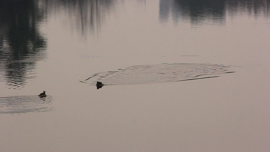 阳光反射下湖面的几只小野鸭子视频