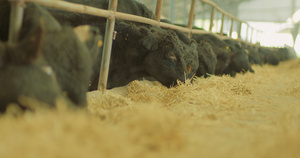 畜牧养牛4K126秒视频