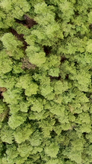 航拍绿色竹林12秒视频