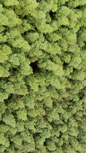 航拍绿色竹林12秒视频