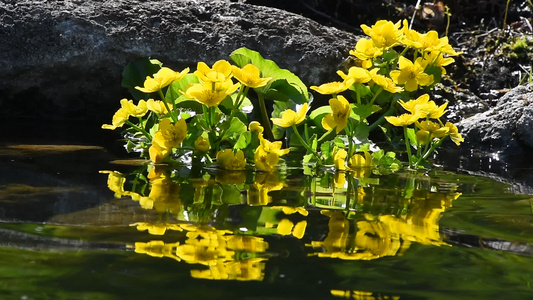 池塘水和反光中的黄色圆珠花视频