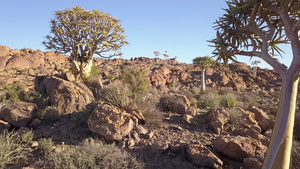 在非洲南部的卡拉哈里沙漠中有松树16秒视频