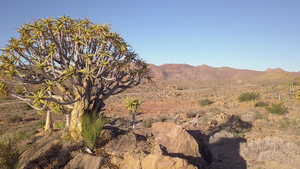 卡拉哈里沙漠里的松树11秒视频