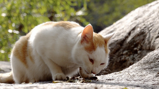 正在进食的小猫4K视频视频