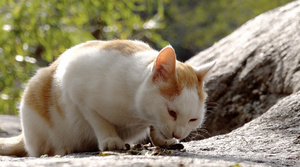 正在进食的小猫4K视频20秒视频