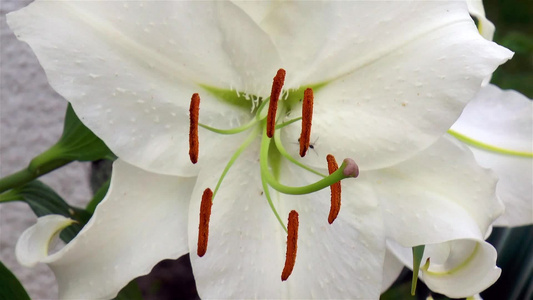 卡萨布兰卡东方百合花视频