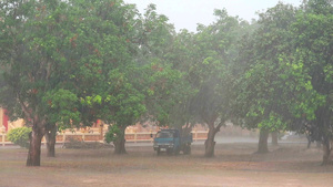 卡车停在树下以避免大雨落下8秒视频