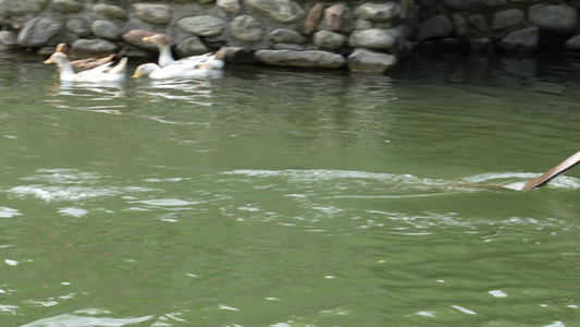河水中嬉戏的鸭子欢快场景视频