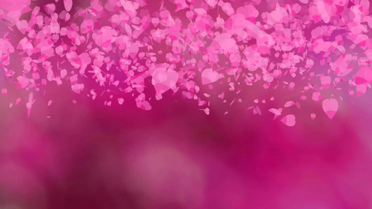 粉红沙库拉树叶深粉色背景模糊视频