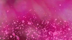 上百万粉红沙库拉树叶漂浮在空气中的黑暗粉红色背景中15秒视频