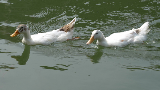 河水中嬉戏的鸭子欢快场景视频