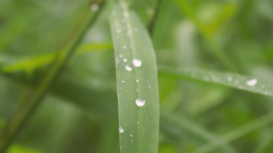 叶上的雨滴在水中弄湿关闭季风雨露水滴在草叶上冬季雨季视频