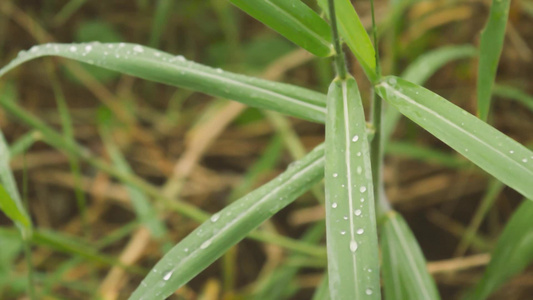 在绿色植物叶子的下降的季风雨被雨淋湿了水滴在草叶上视频