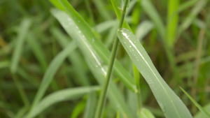 在绿色植物叶子的下降的季风雨被雨淋湿了水滴在草叶上9秒视频