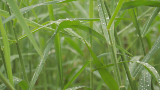 叶上的雨滴草作物植物上的季风露水滴在农田草坪草甸的视频