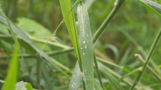 在绿色植物叶子的下降的季风雨被雨淋湿了水滴在草叶上视频