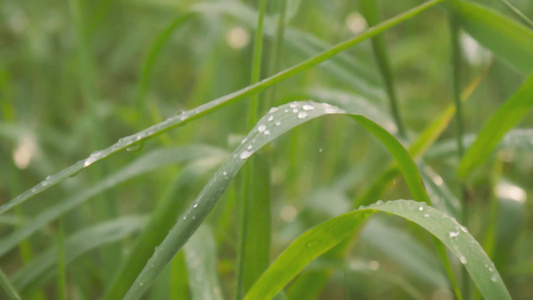 在绿色植物叶子的下降的季风雨被雨淋湿了水滴在草叶上视频