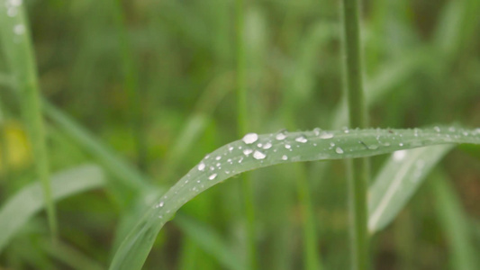 叶上的雨滴在水中弄湿关闭季风雨露水滴在草叶上冬季雨季视频