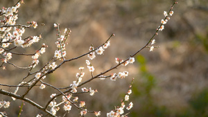 梅花4K12秒视频