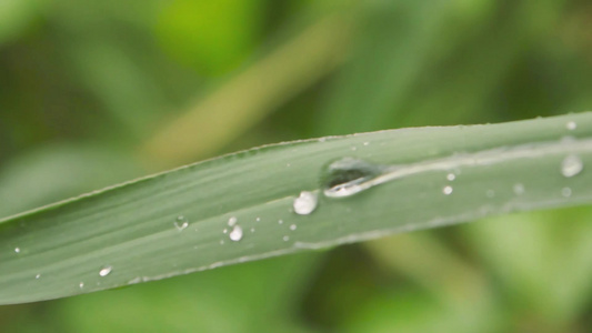 叶上的雨滴在水中弄湿关闭季风雨露水滴在草叶上冬季雨季视频