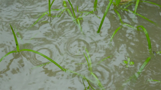 季风雨落在水涝农业区发芽的绿草叶上特写大雨落在地面视频