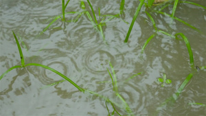 季风雨落在水涝农业区发芽的绿草叶上特写大雨落在地面23秒视频