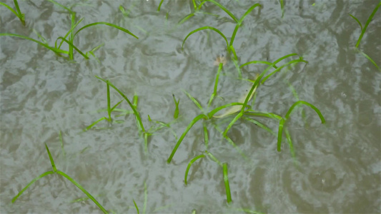 季风雨落在水涝农业区发芽的绿草叶上特写大雨落在地面视频