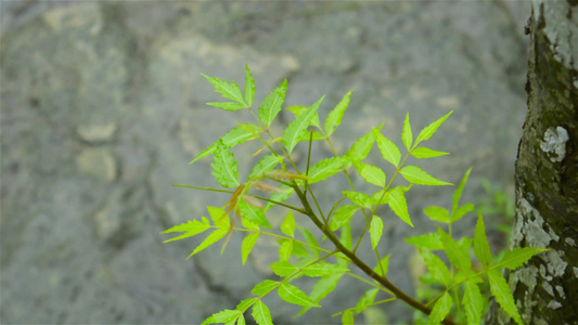 下降的季风雨滴落在绿色印楝树植物的叶子上树叶上的雨滴视频