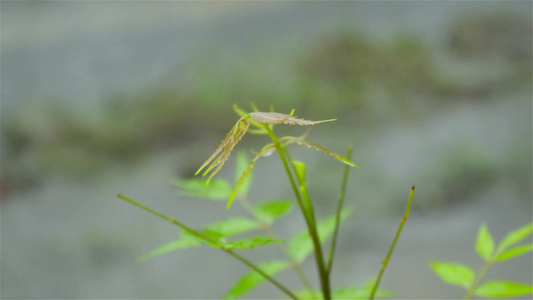 下降的季风雨滴落在绿色印楝树植物的叶子上树叶上的雨滴视频