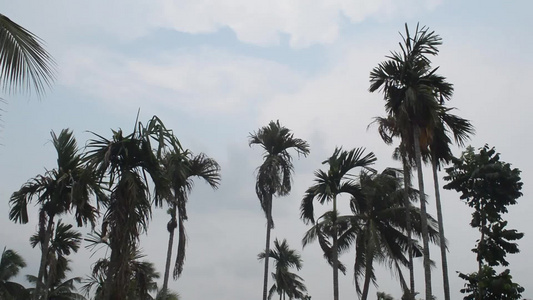 风吹过棕榈树在雨季初下雨之前天候刮风在南迪亚岛的Kolkata视频