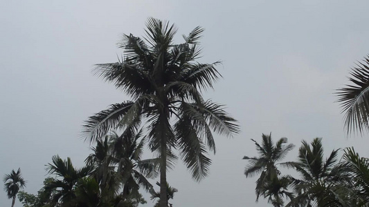 风吹过棕榈树在雨季初下雨之前天候刮风在南迪亚岛的Kolkata视频