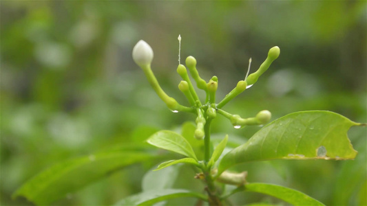 雨落在白绉茉莉花植物上夏季季风雨录像雨滴效果的声音视频