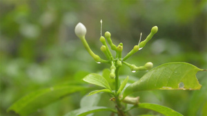 雨落在白绉茉莉花植物上16秒视频