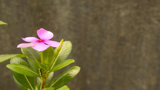 粉红双树花Vincacatharanthusrosesus视频