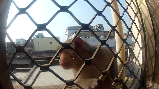 门窗上的猴子India视频